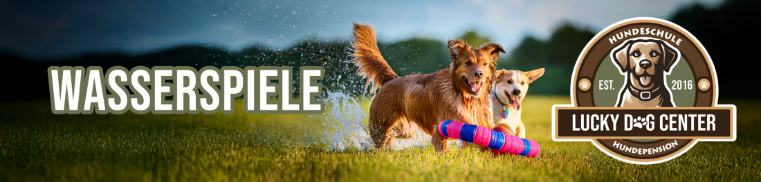 Wasserspiele mit Hund